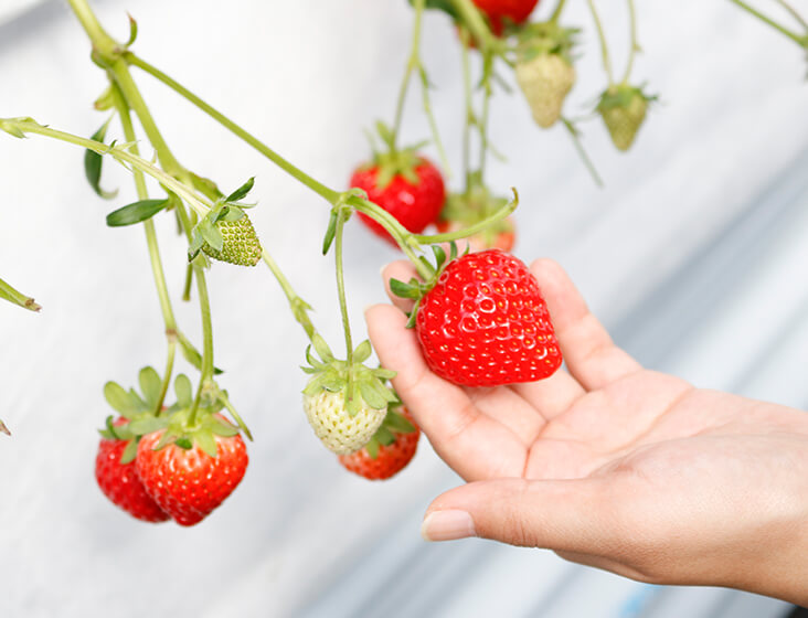 優しく実を持つ