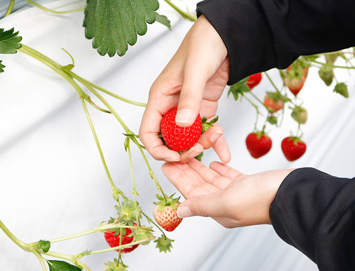 実を上に向けて、へたの部分が下になるようにする