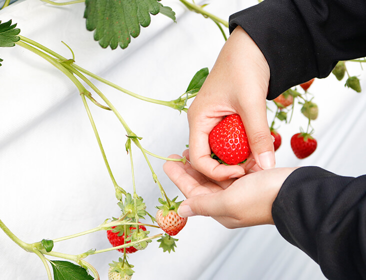 そのまま下にそっと引っ張る