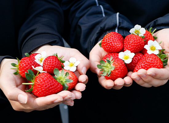 おいしいいちごの選び方